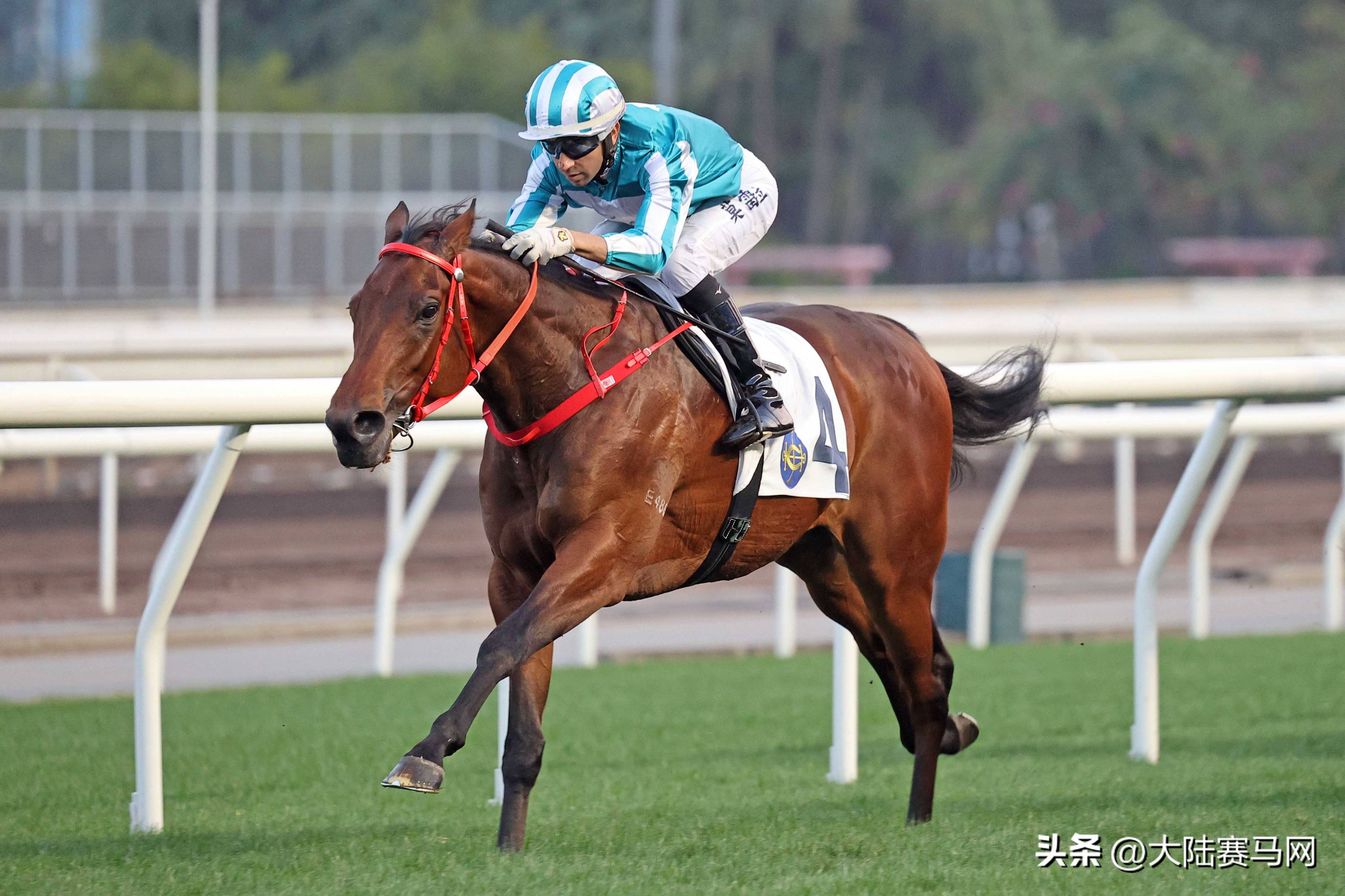 阿联酋马术选手完美发挥取胜 阿联酋马术选手完美发挥取胜